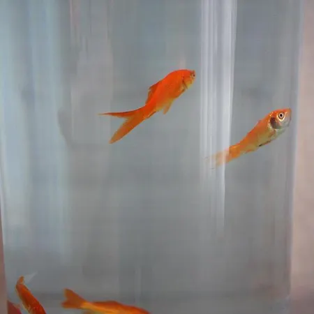 Szálloda Aqua Mare 2*