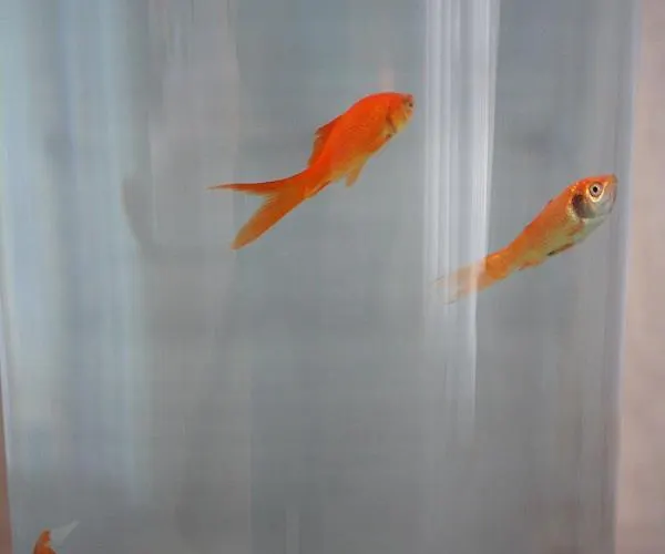 Szálloda Aqua Mare 2*